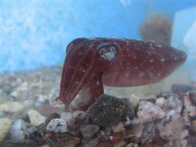 Visual Ecology and the Development of Visually Guided Behavior in the Cuttlefish